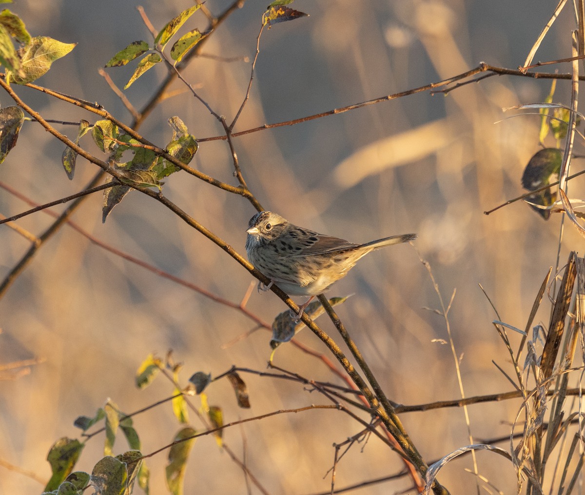 Lincoln's Sparrow - ML646613388