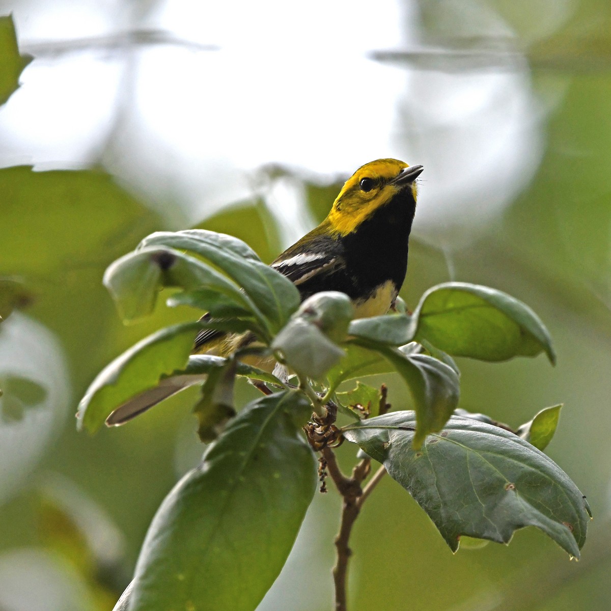 Пісняр-лісовик чорногорлий - ML646613391