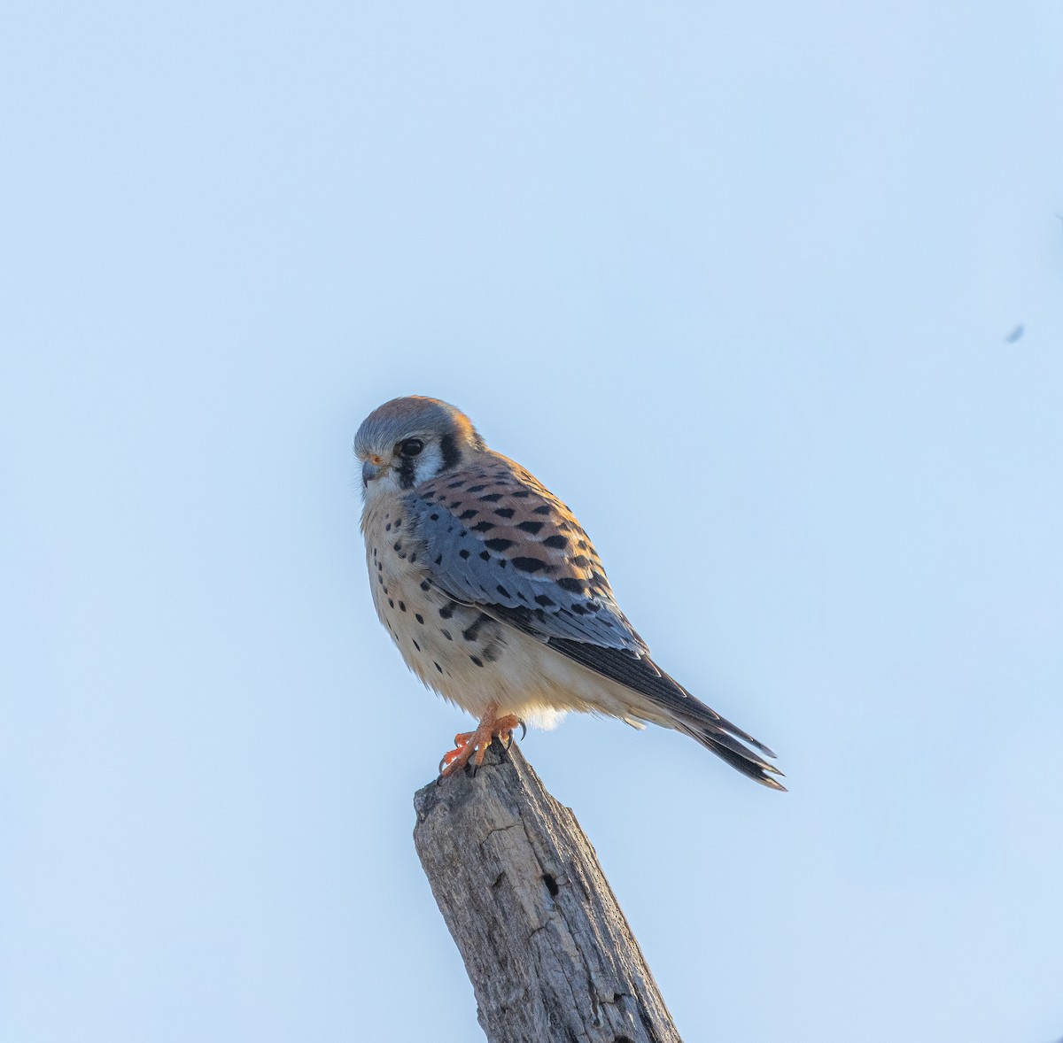 American Kestrel - ML646613395