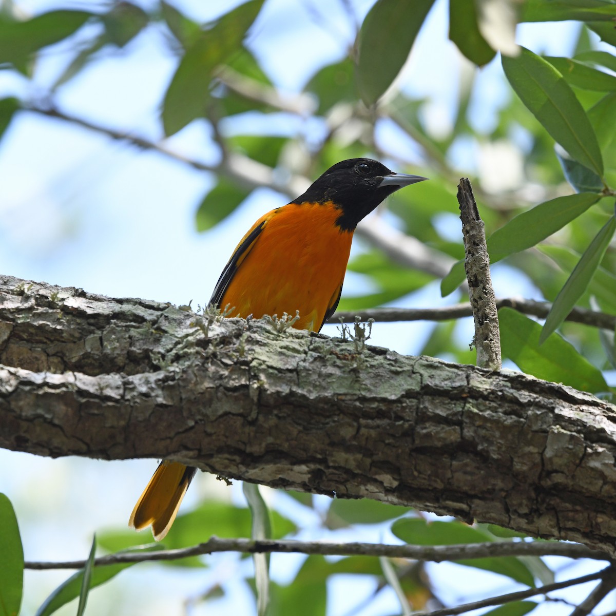 Трупіал балтиморський - ML646613396