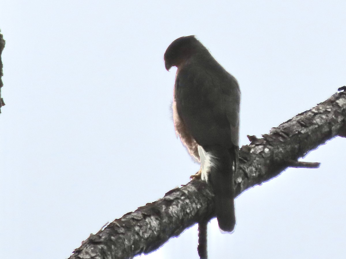 Cooper's Hawk - ML646613401