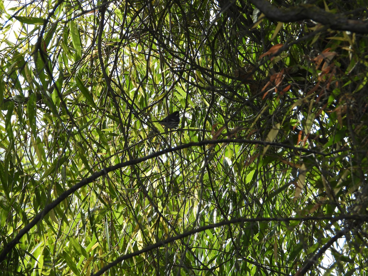 Black-throated Gray Warbler - ML646613403