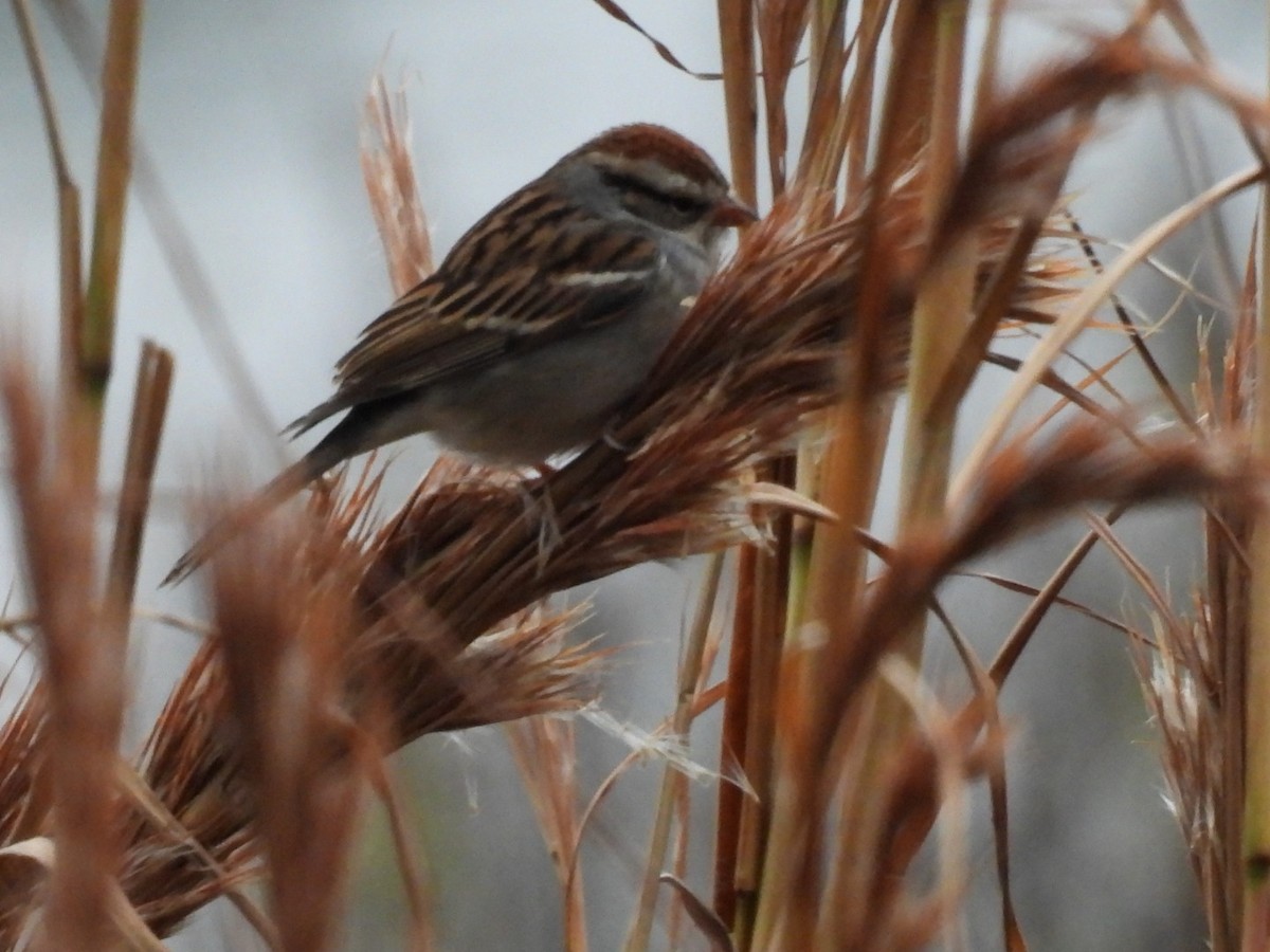 Cırcır Sesli Serçe - ML646613404