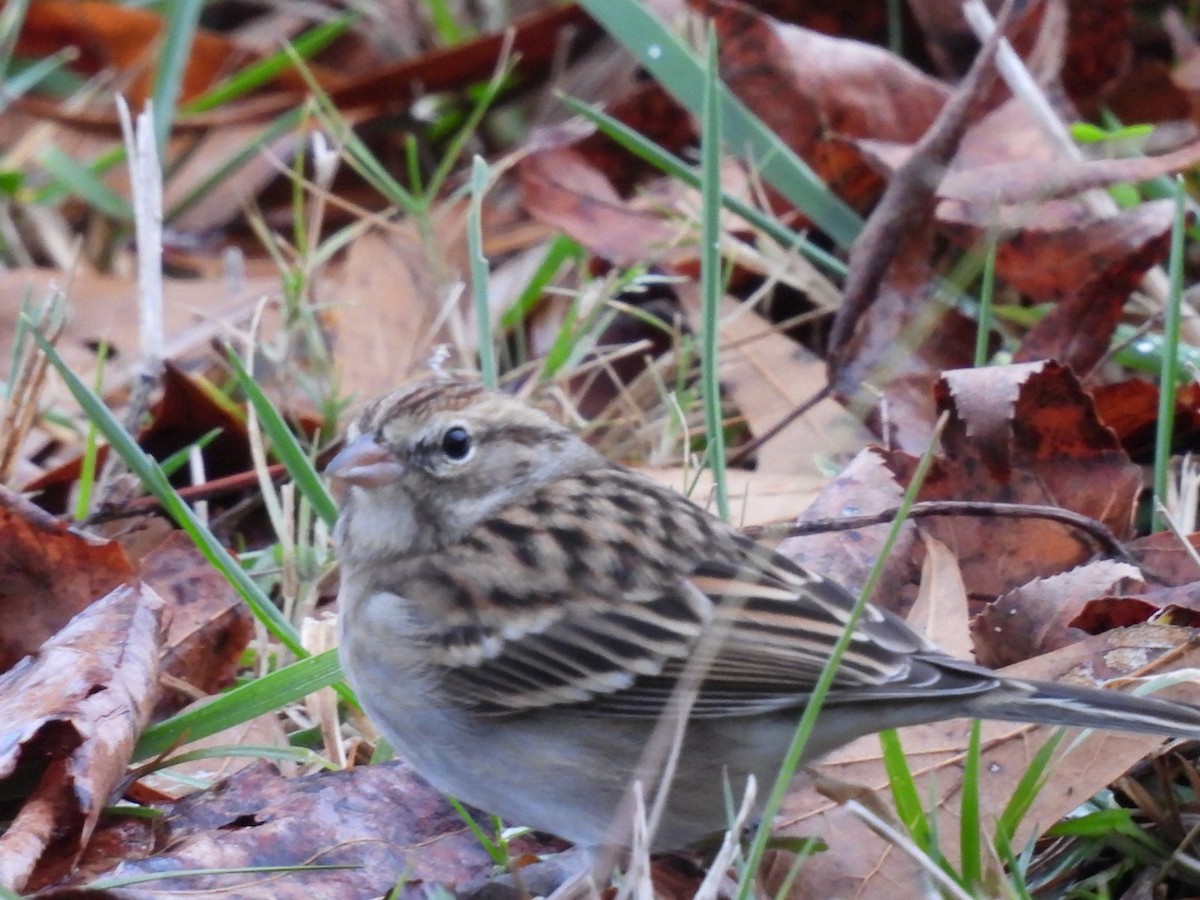 Cırcır Sesli Serçe - ML646613405