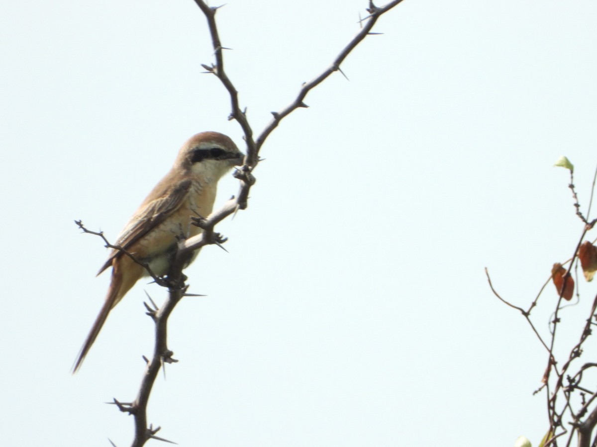 Brown Shrike - ML646613406