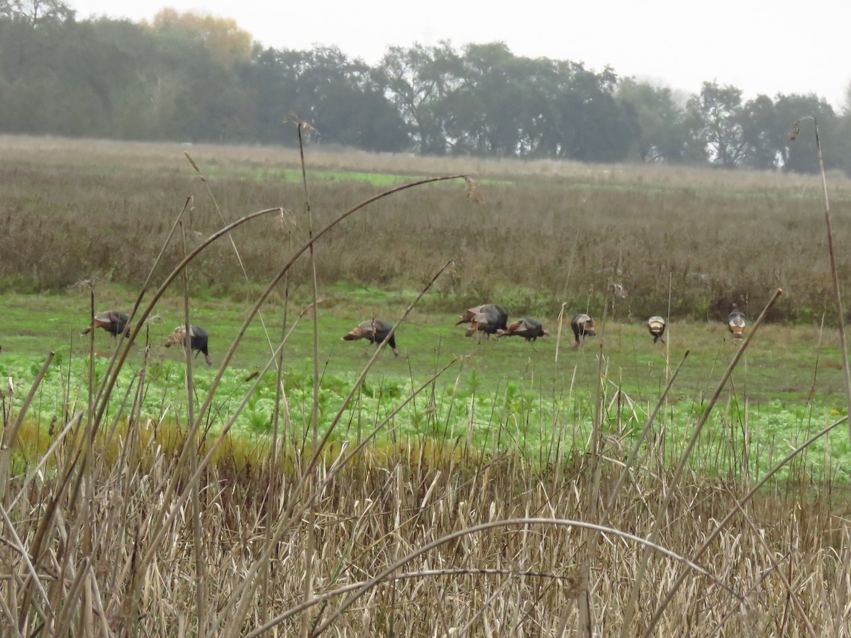 シチメンチョウ - ML646613407