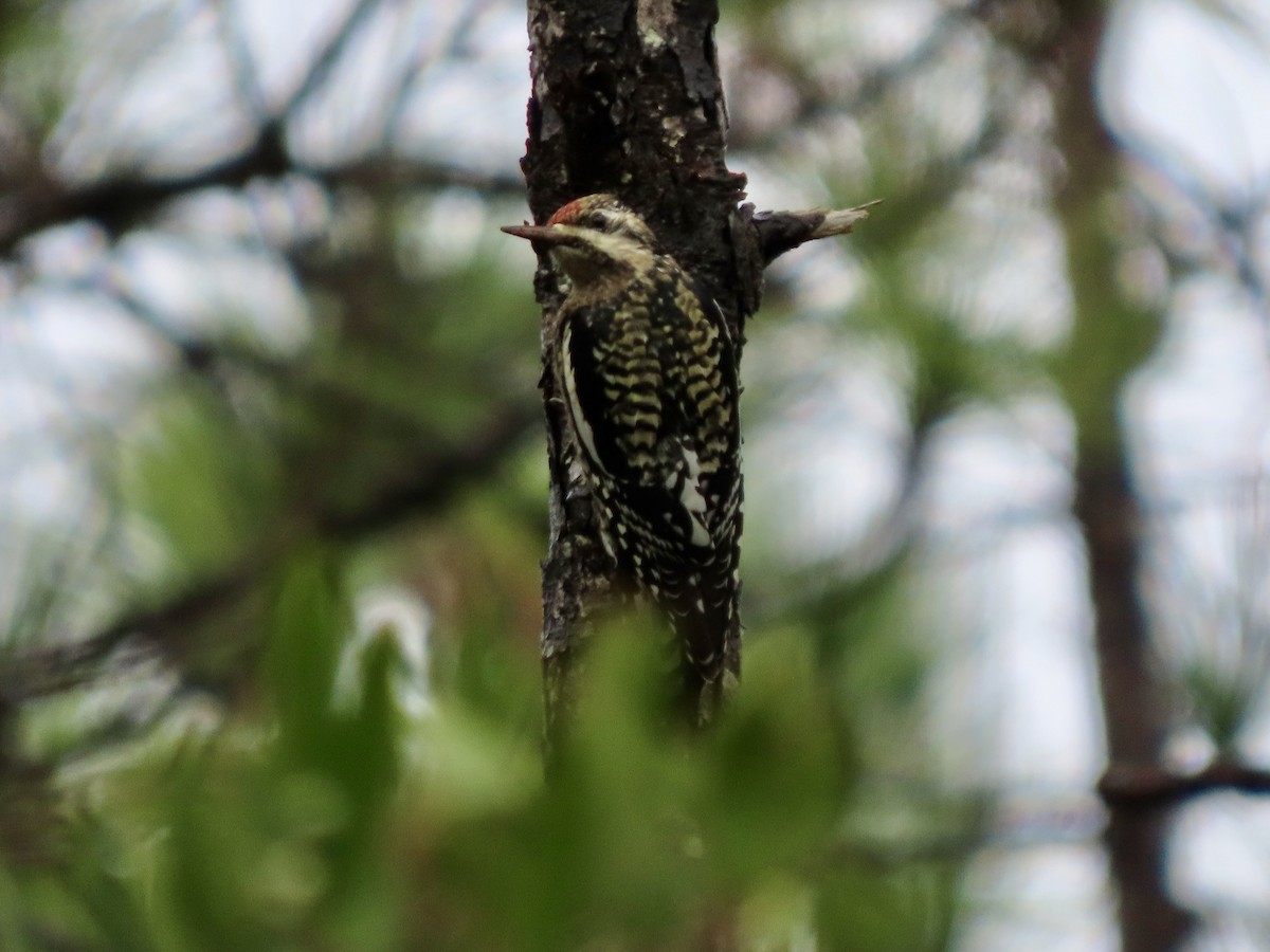 Yellow-bellied Sapsucker - ML646613409