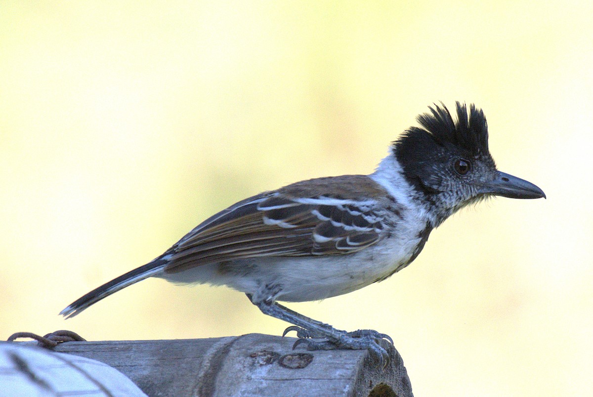 Collared Antshrike - ML646613410