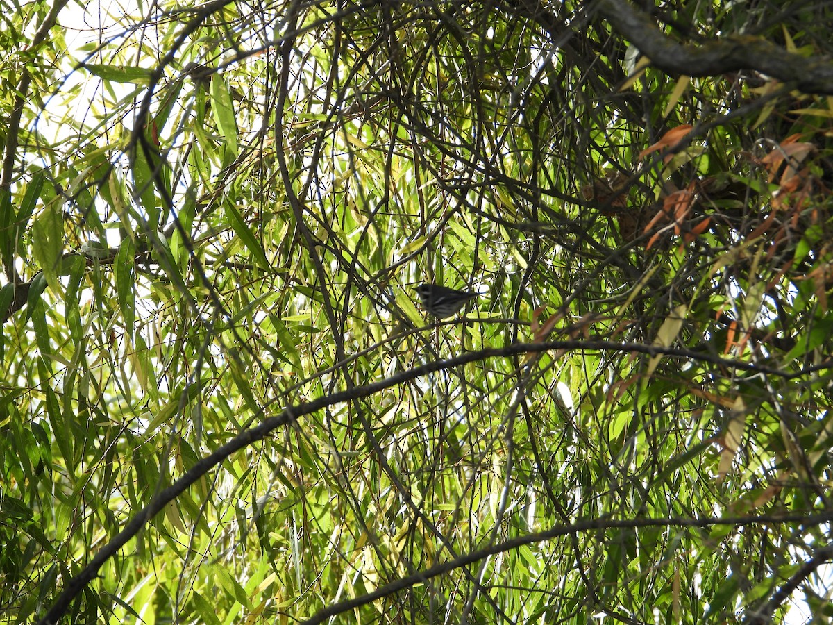Black-throated Gray Warbler - ML646613411
