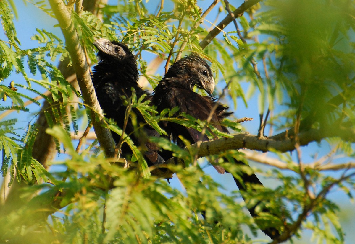 Groove-billed Ani - ML646613412