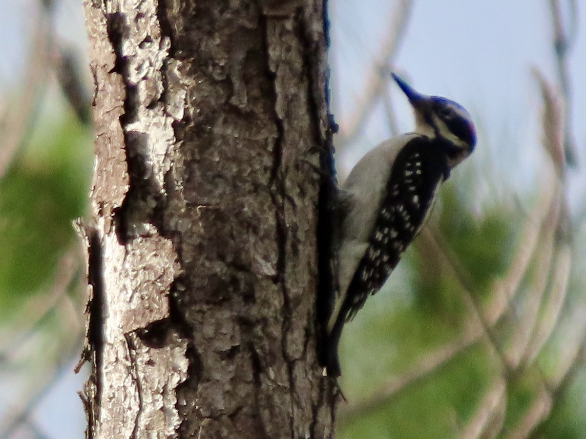 Hairy Woodpecker - ML646613413