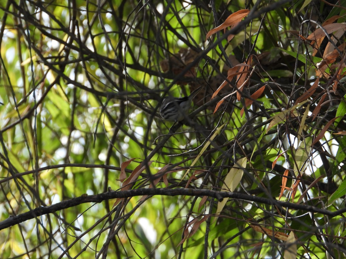 Black-throated Gray Warbler - ML646613414