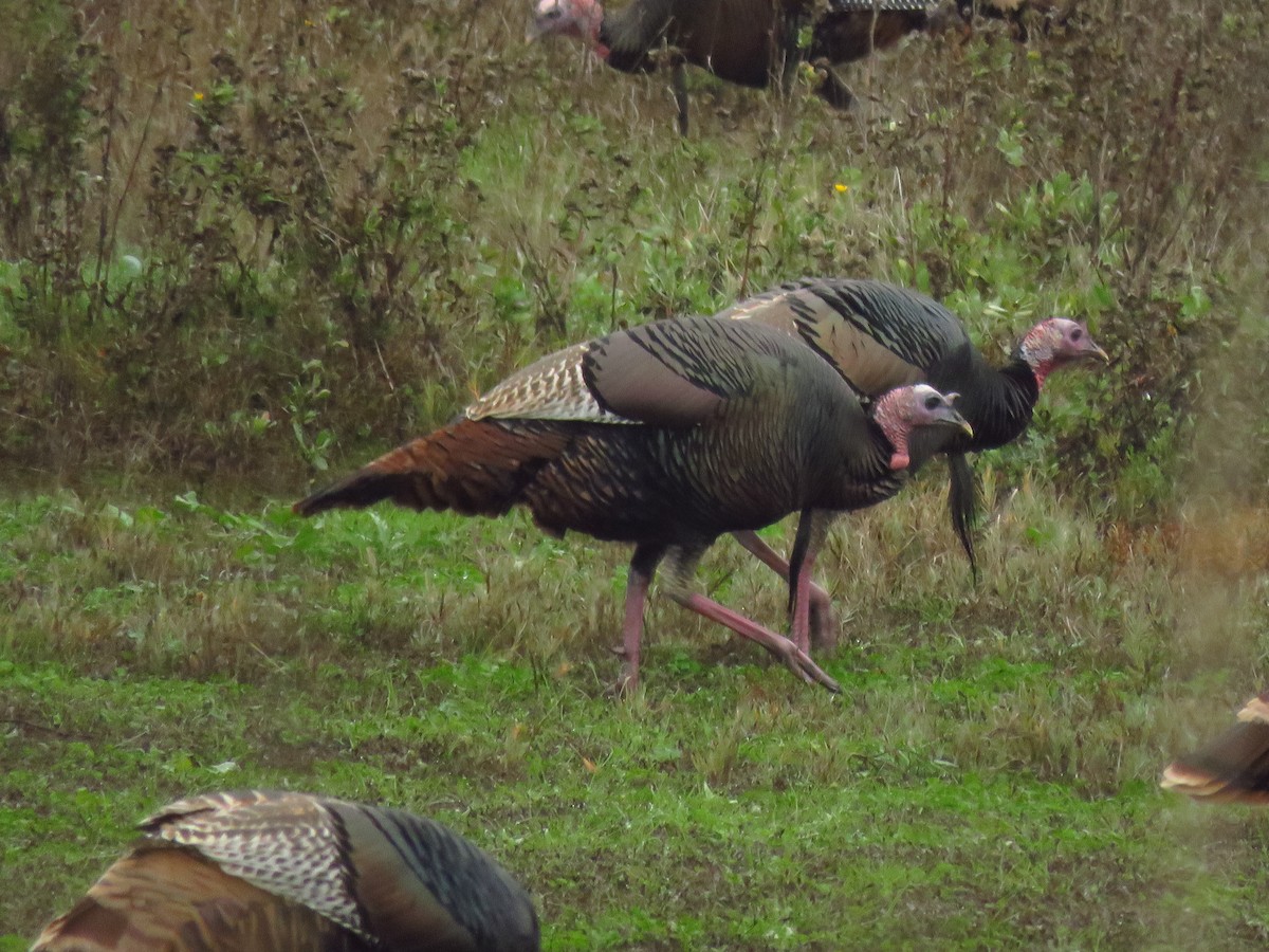 シチメンチョウ - ML646613415