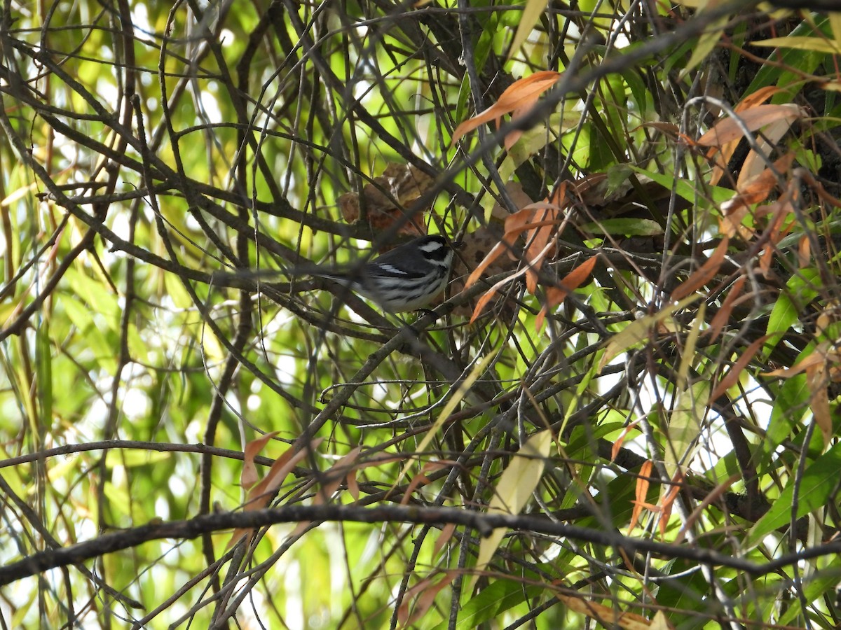 Black-throated Gray Warbler - ML646613417