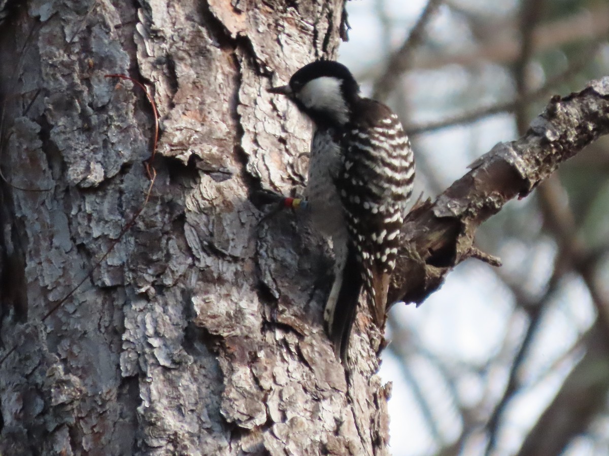 Red-cockaded Woodpecker - ML646613418