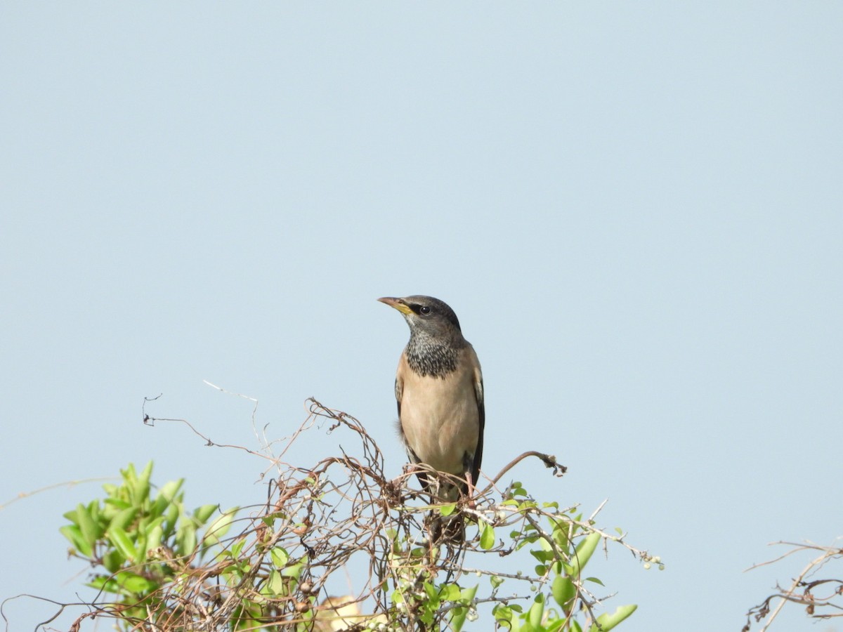 Rosy Starling - ML646613419