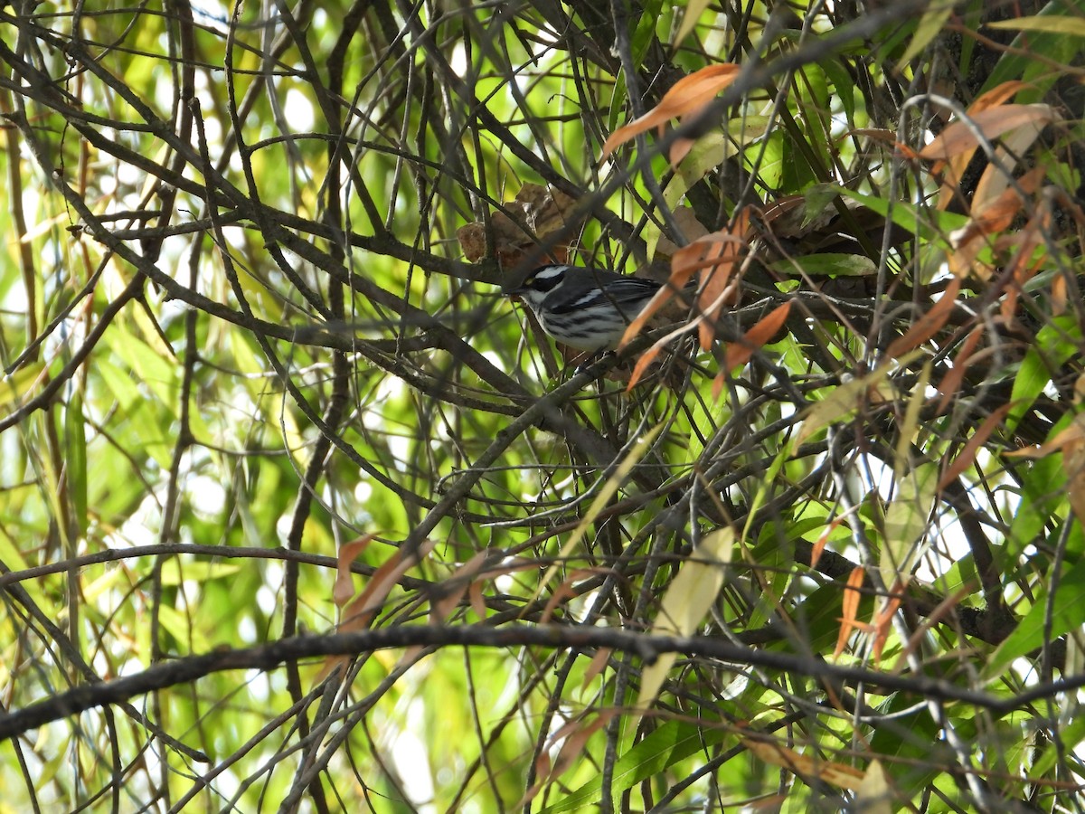 Black-throated Gray Warbler - ML646613420
