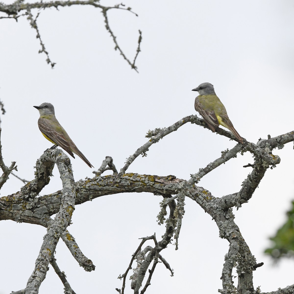 Тиран техаський - ML646613421