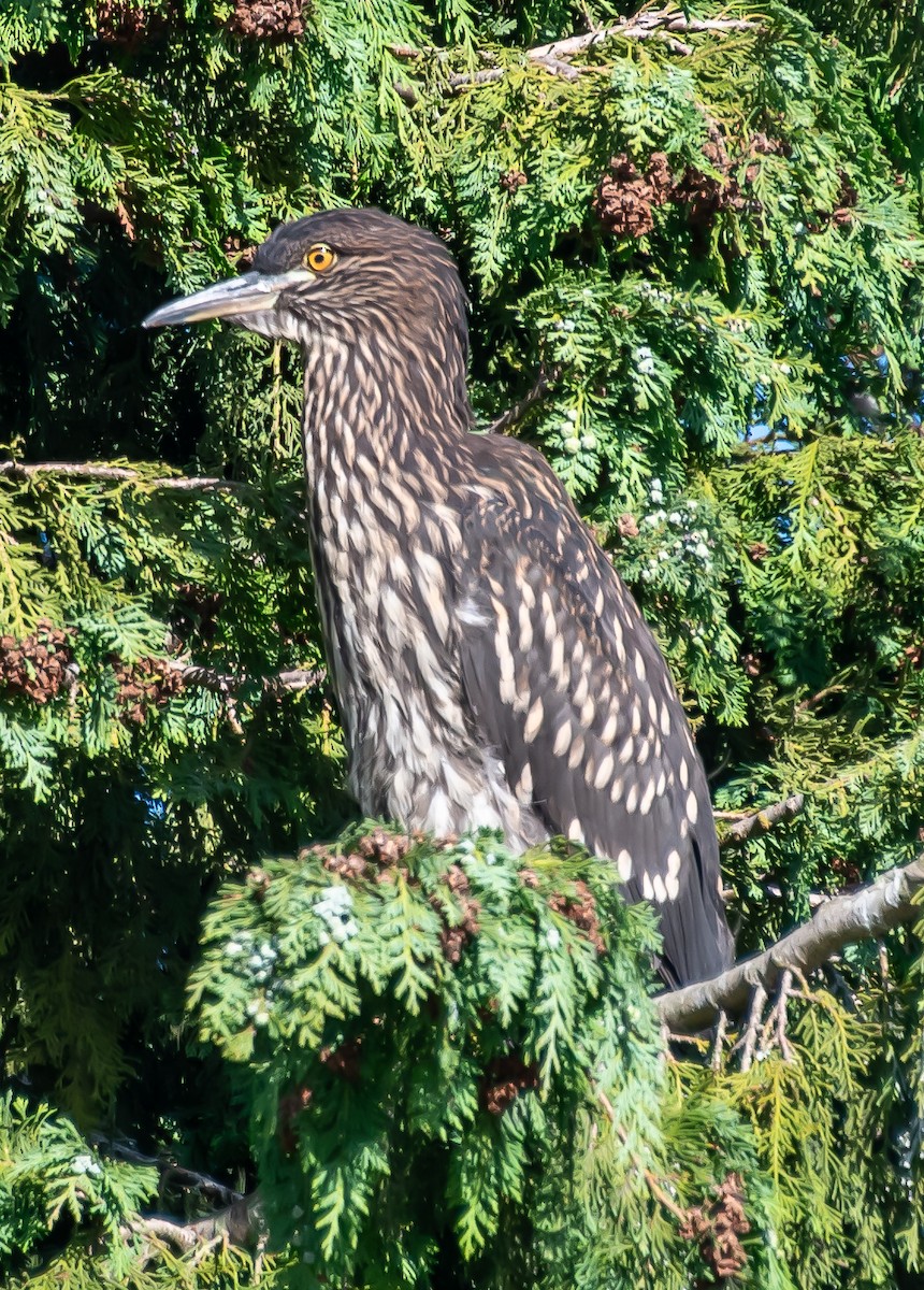 ゴイサギ - ML646613422