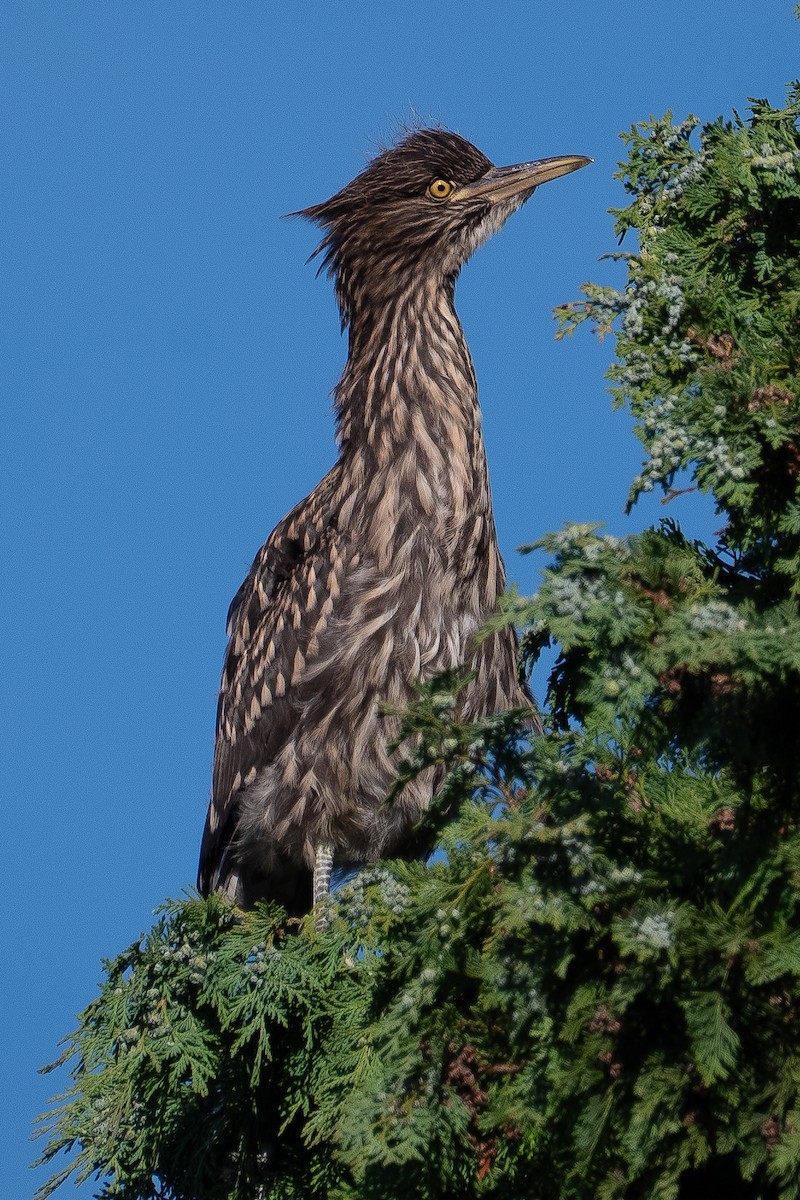 ゴイサギ - ML646613423