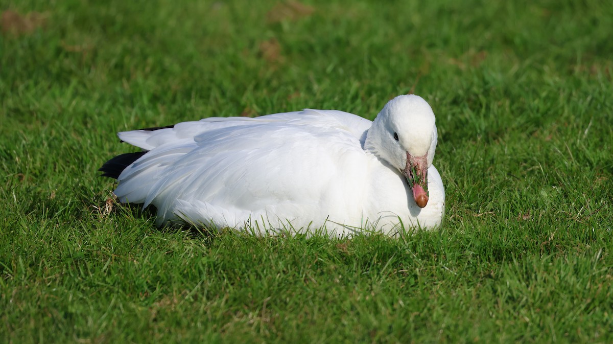 Snow Goose - ML646613424