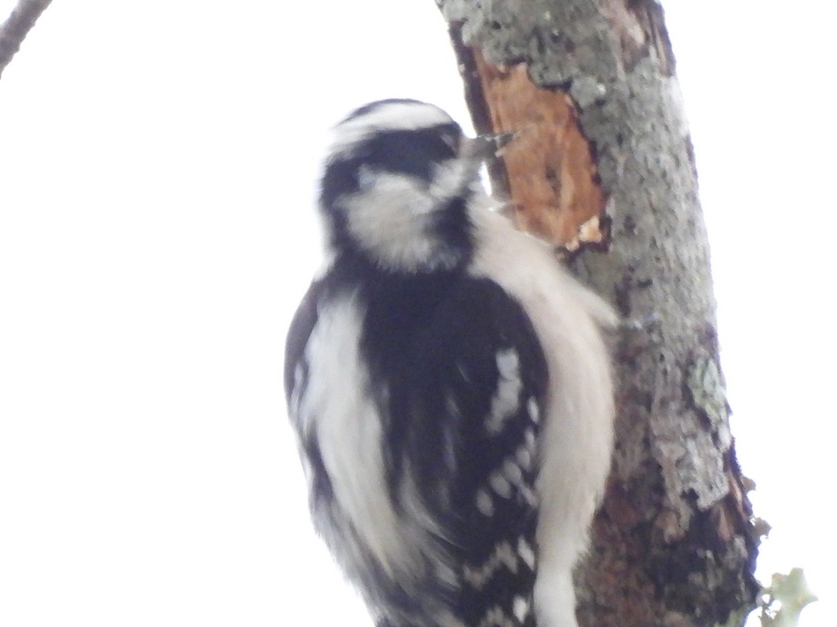 Yumuşak Tüylü Ağaçkakan - ML646613425