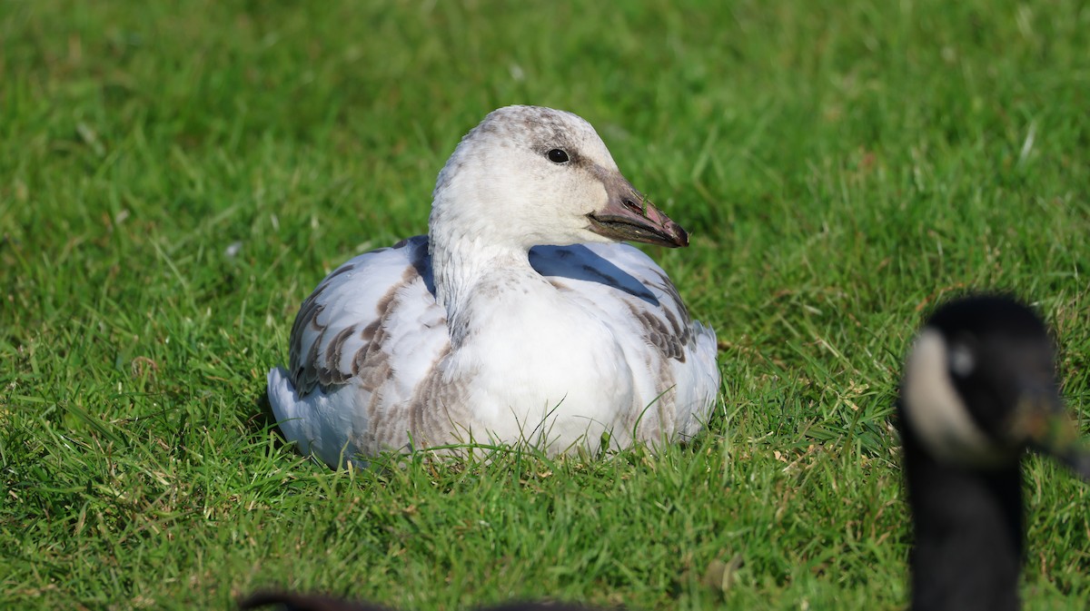 Snow Goose - ML646613426