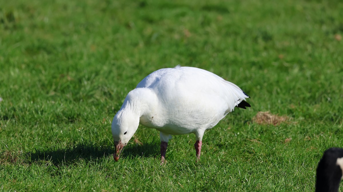 Snow Goose - ML646613427