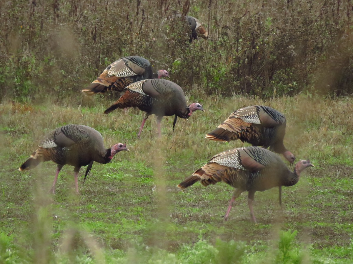 シチメンチョウ - ML646613430
