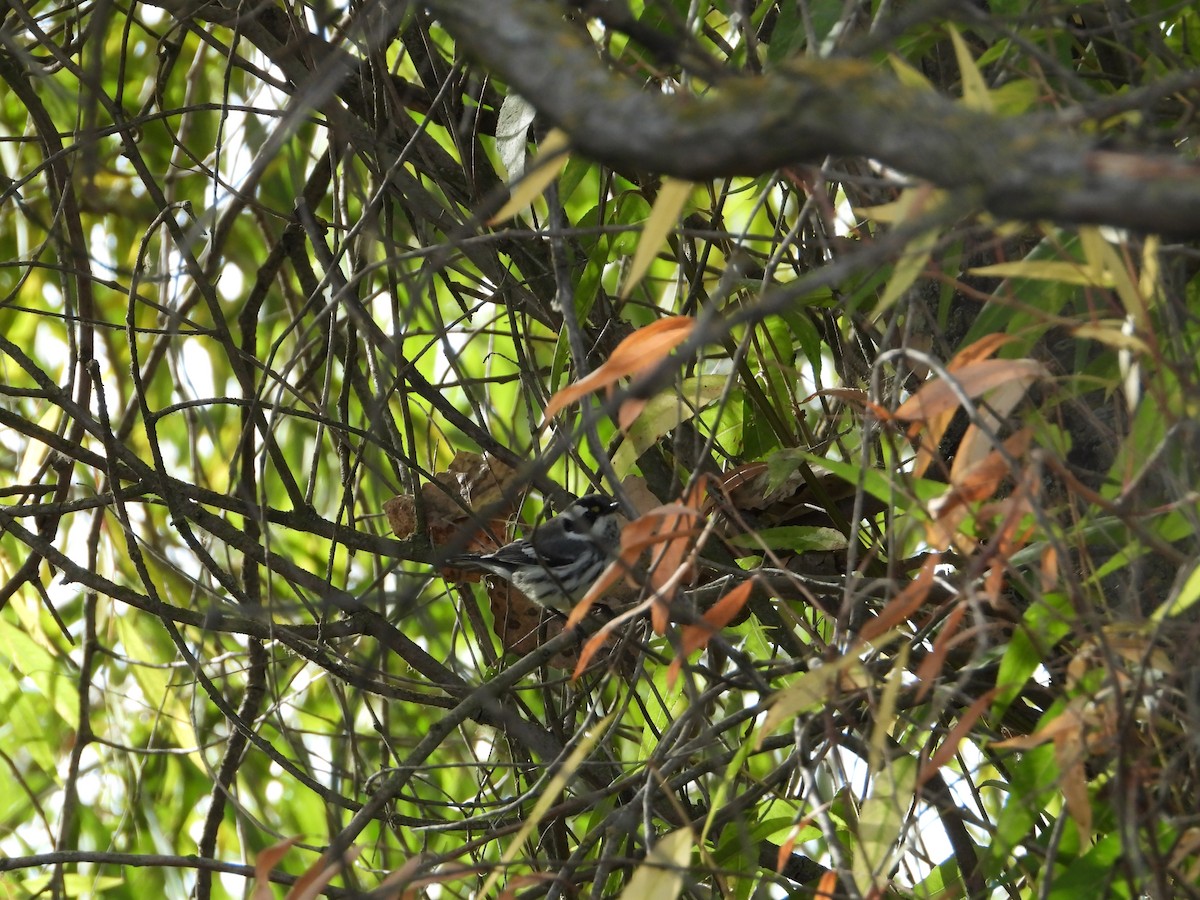Black-throated Gray Warbler - ML646613431