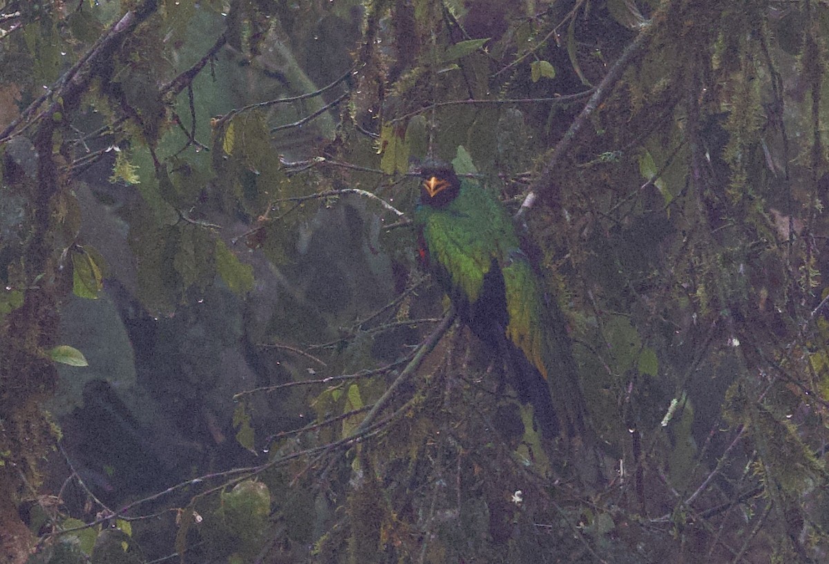 Quetzal doré - ML646613435