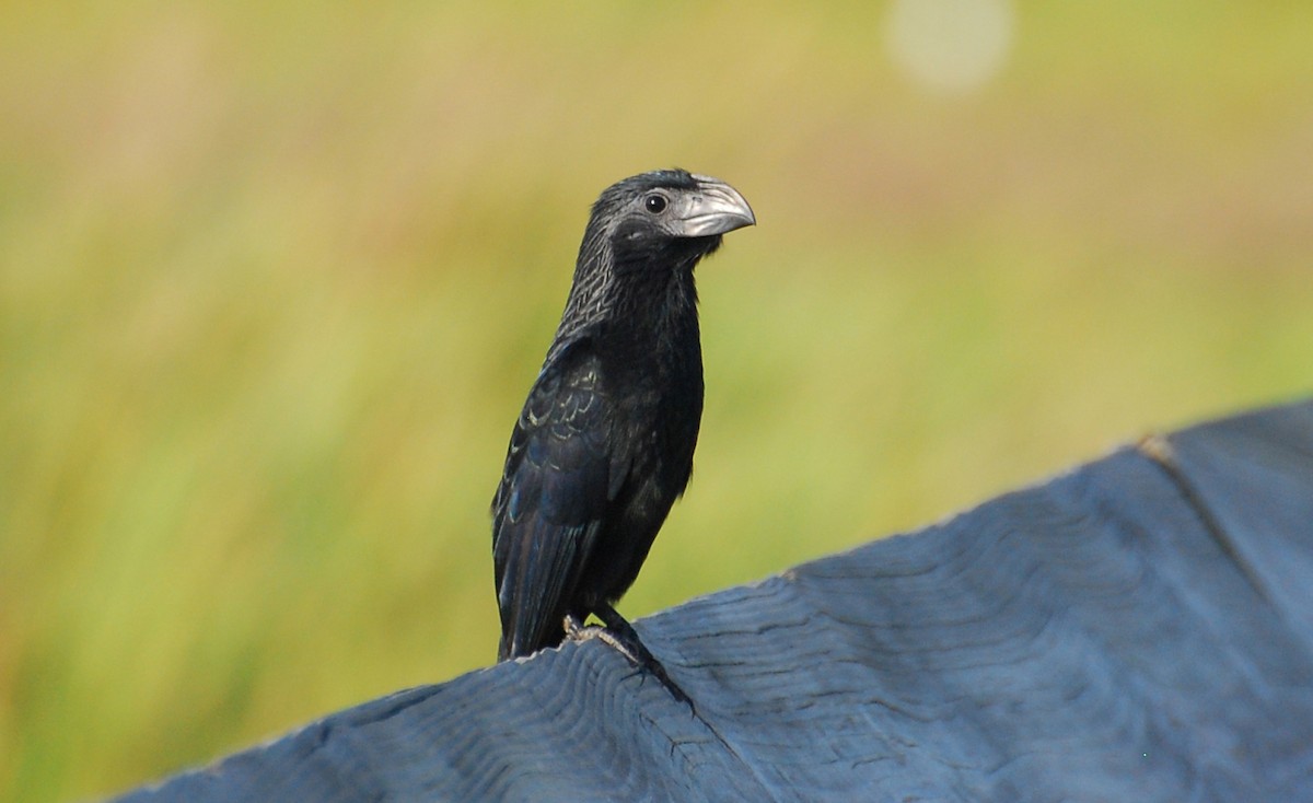 Groove-billed Ani - ML646613436