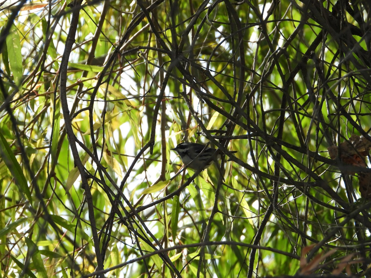 Black-throated Gray Warbler - ML646613438