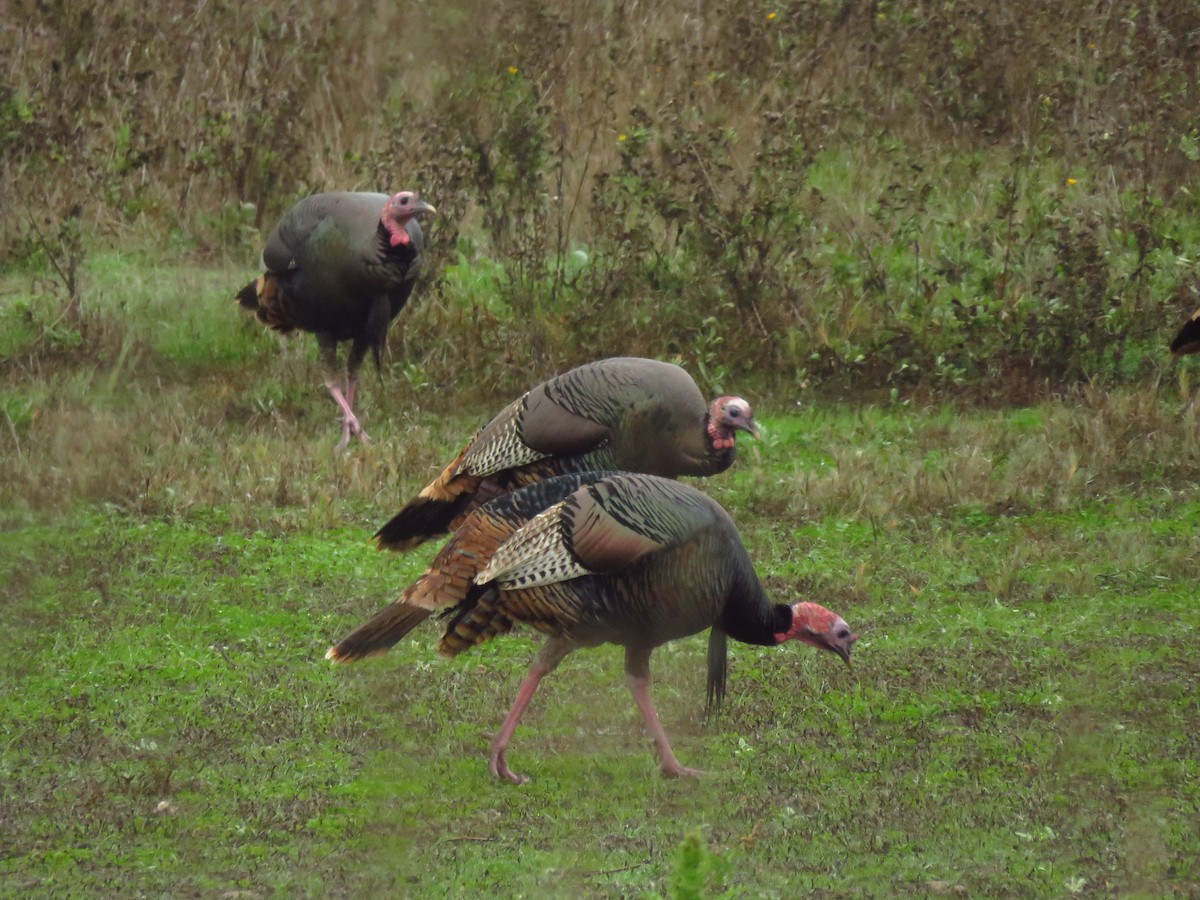 シチメンチョウ - ML646613439