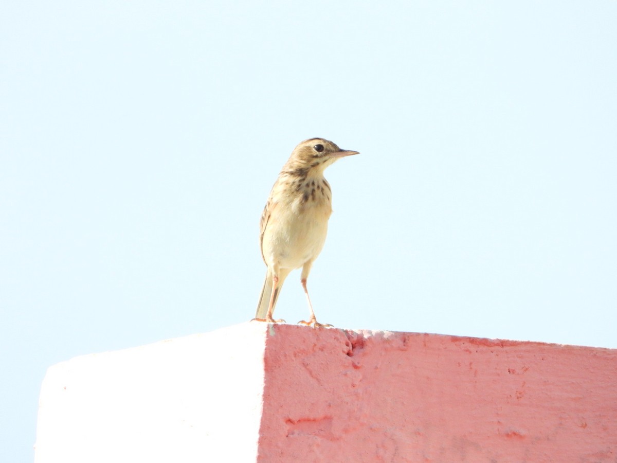Paddyfield Pipit - ML646613441
