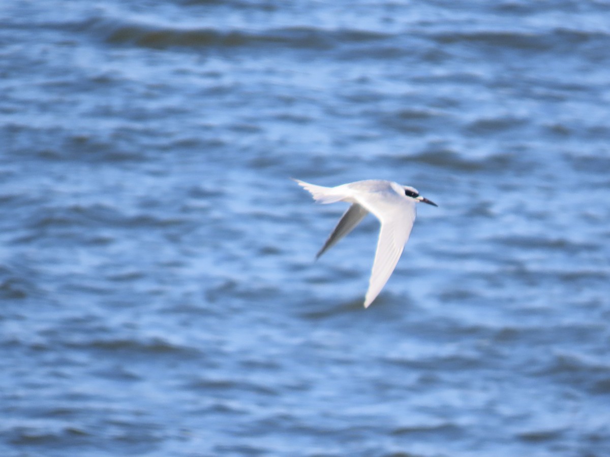 Forster's Tern - ML646613443