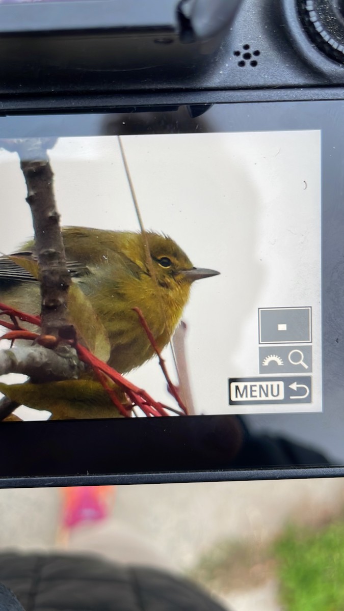 Pine Warbler - ML646613446