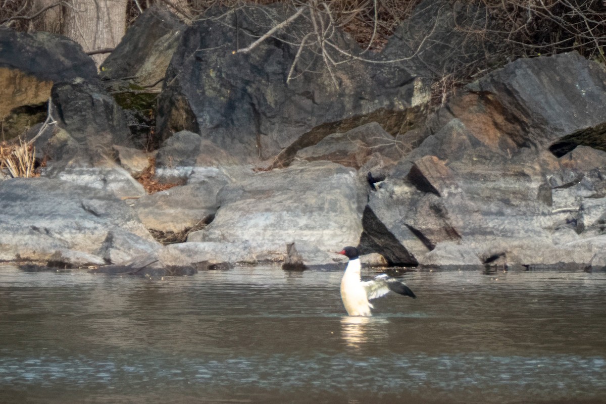 Common Merganser - ML646613453