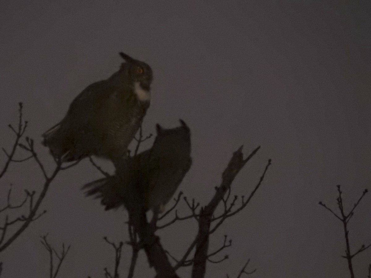 Great Horned Owl - ML646613454