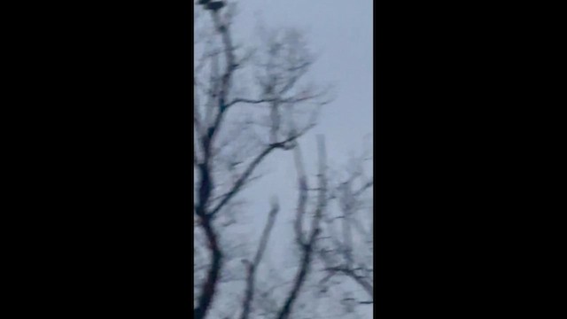 Hontz virginiarra - ML646613455