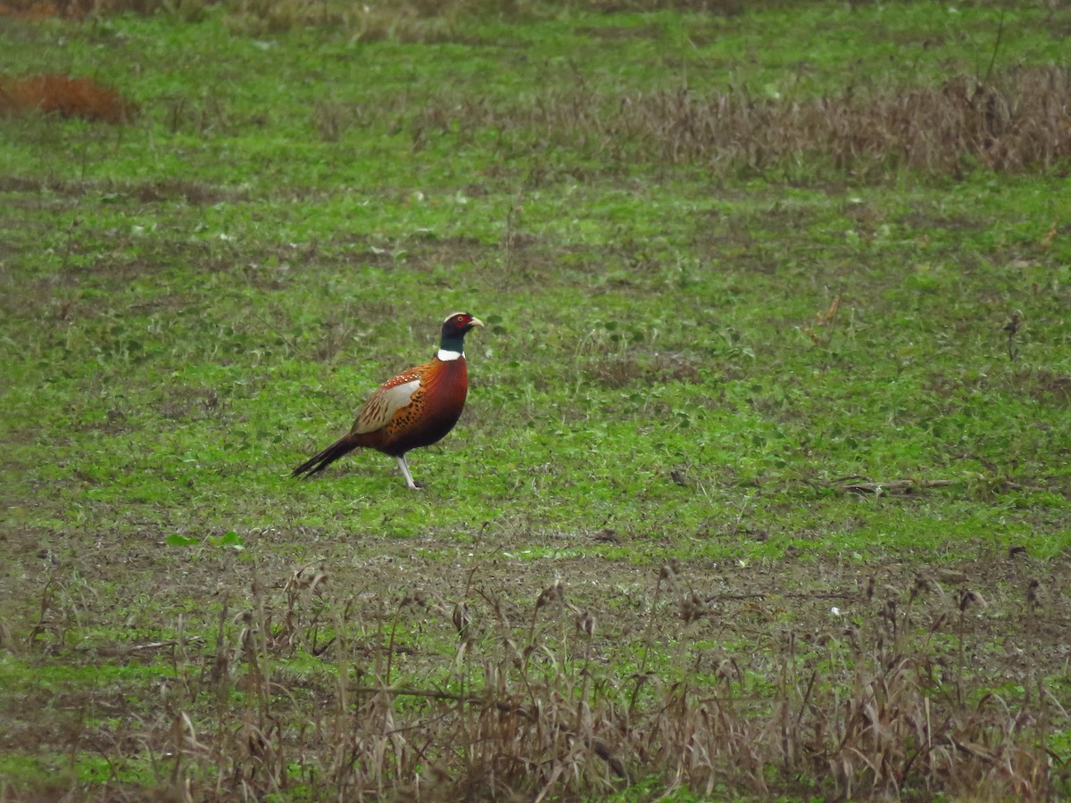 Ring-necked Pheasant - ML646613457