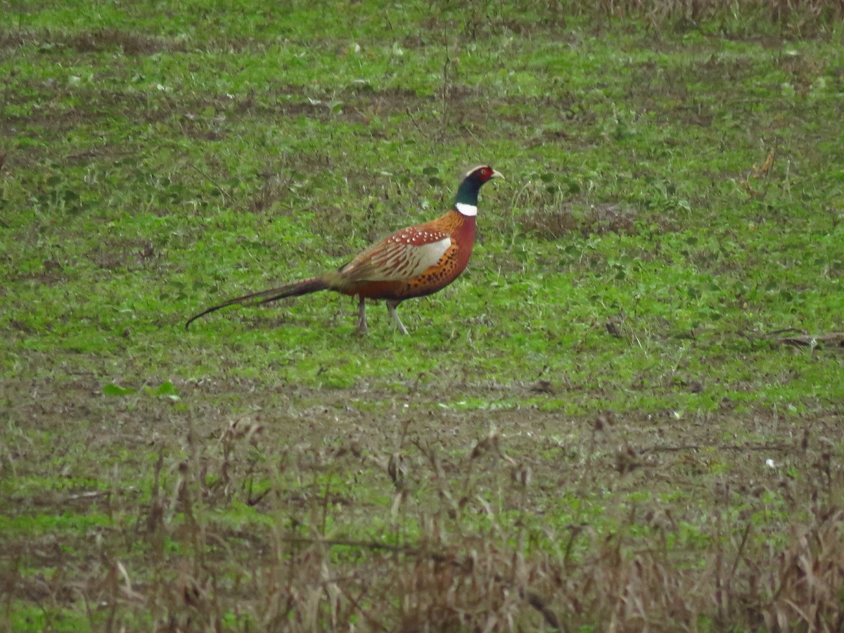 Ring-necked Pheasant - ML646613458