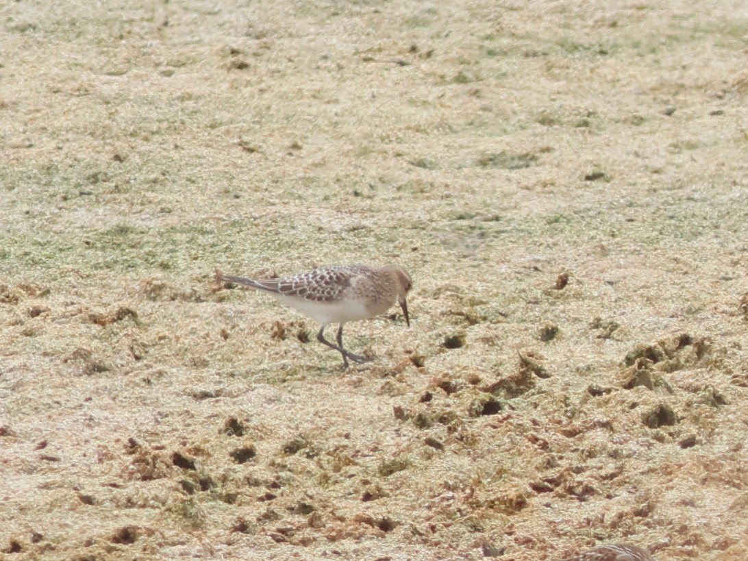 Baird's Sandpiper - ML646613469
