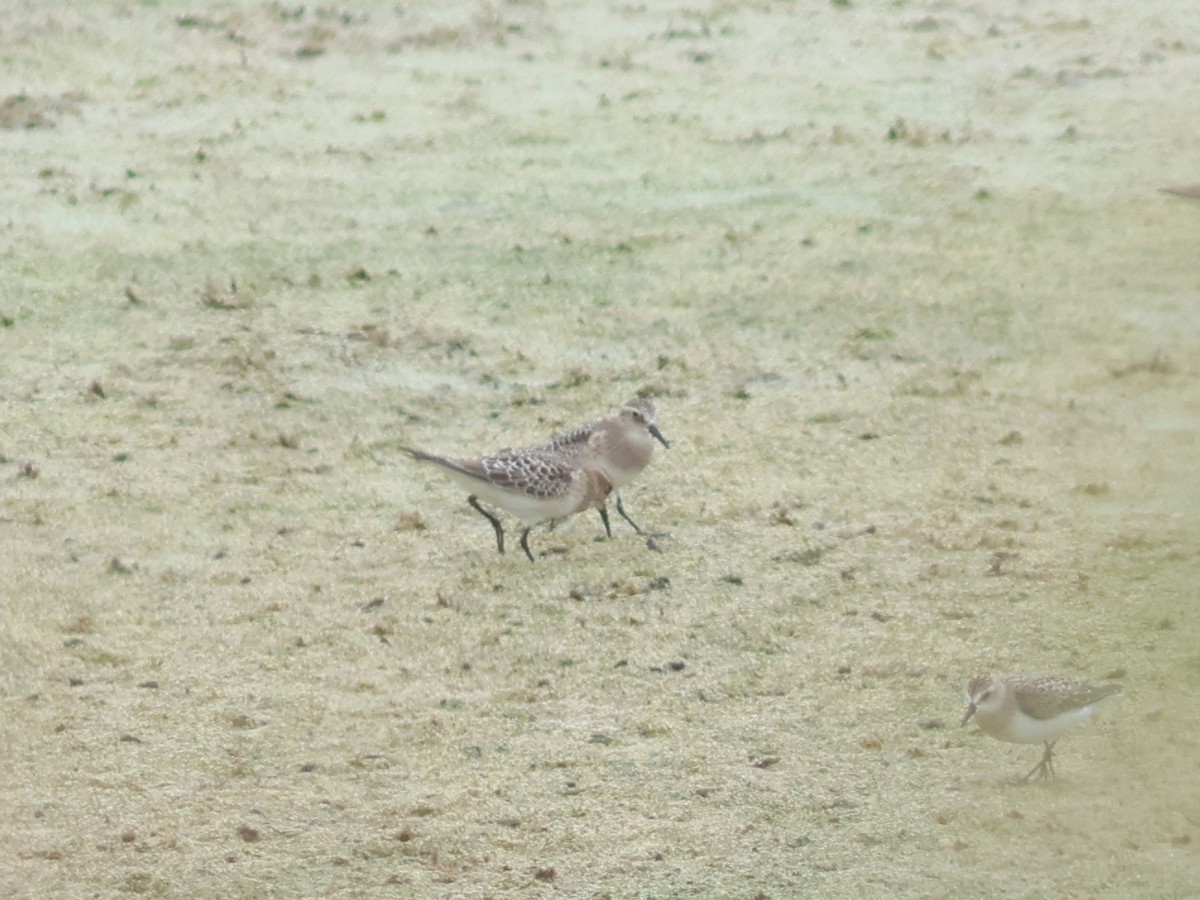 Baird's Sandpiper - ML646613470