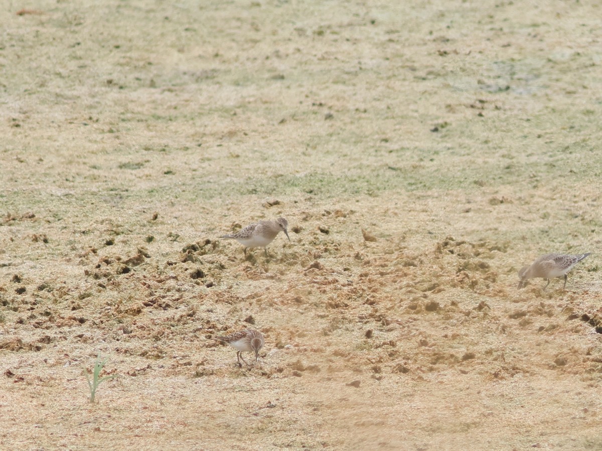 Baird's Sandpiper - ML646613471