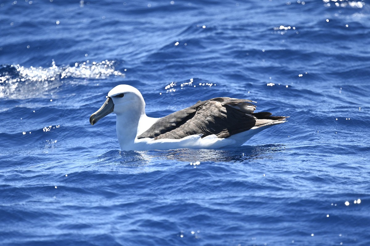 Albatros Cauto - ML646613473