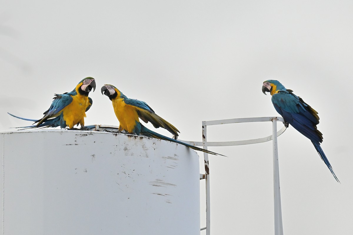 Blue-and-yellow Macaw - ML646613477