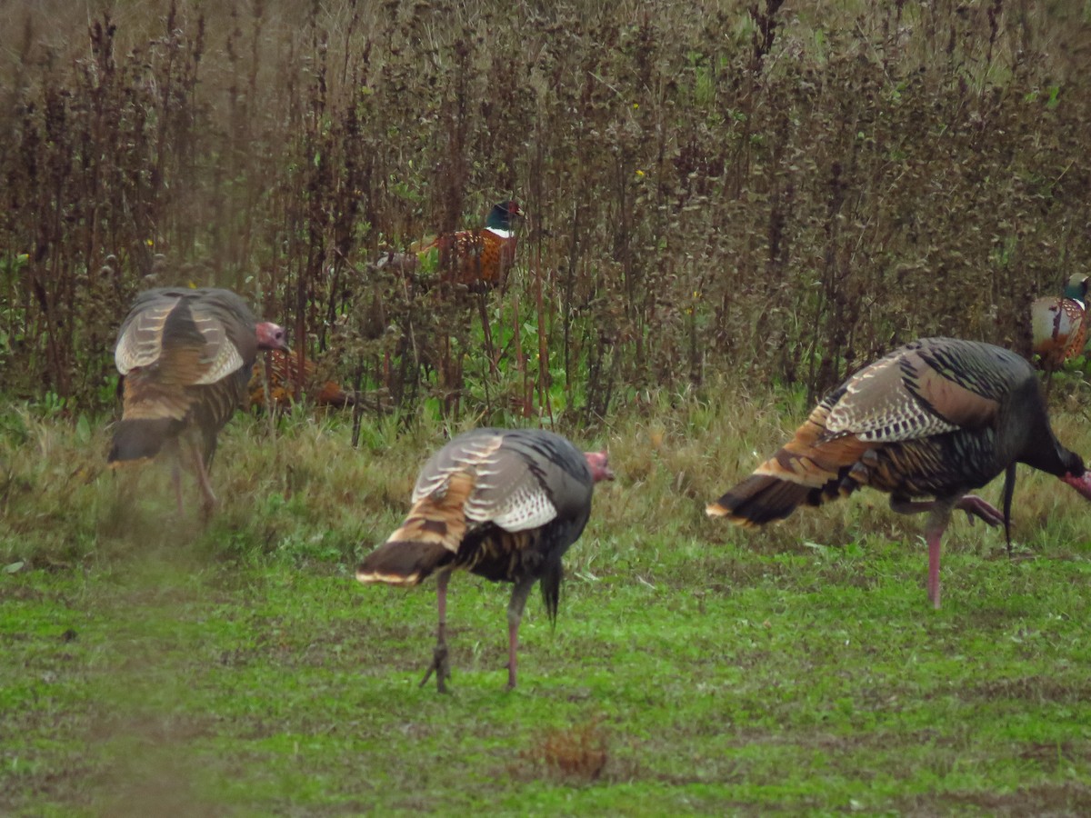 Ring-necked Pheasant - ML646613478