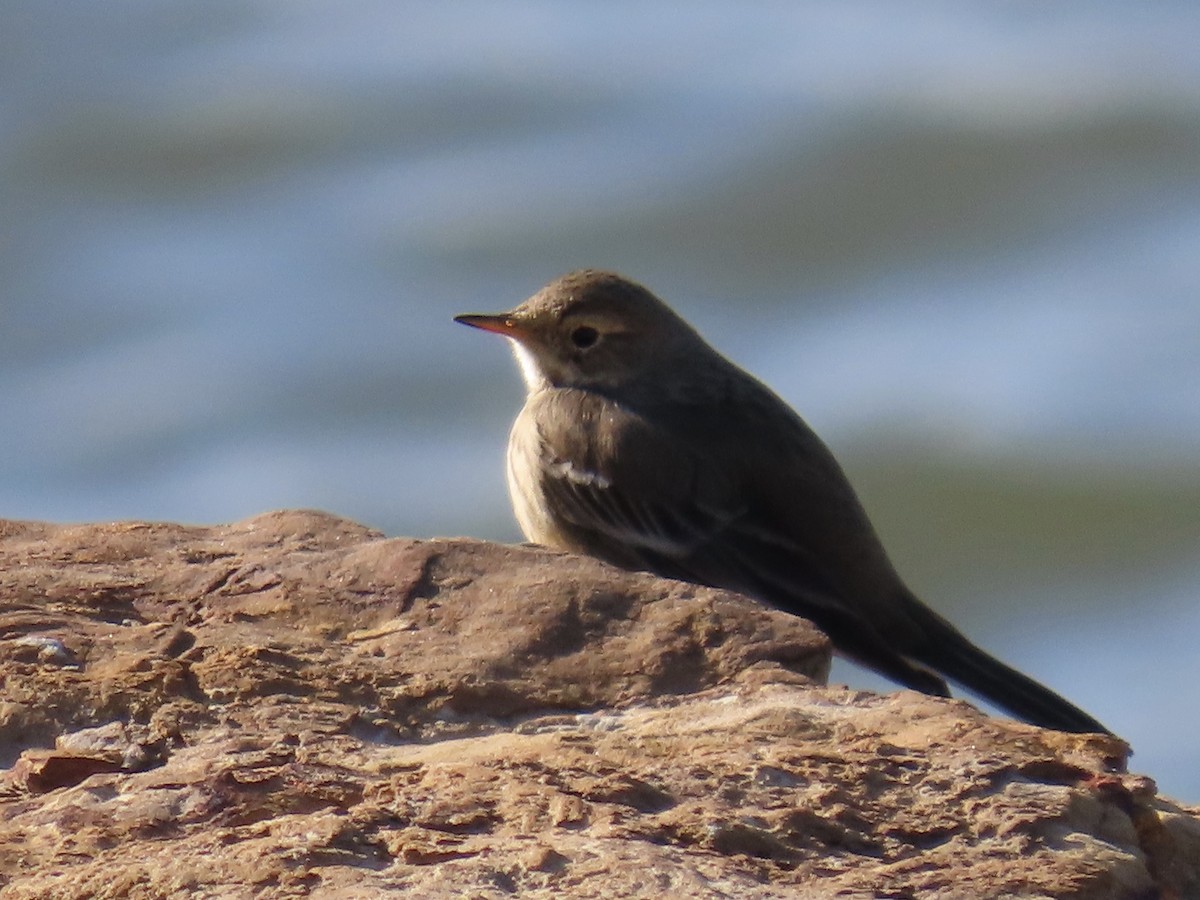 American Pipit - ML646613479