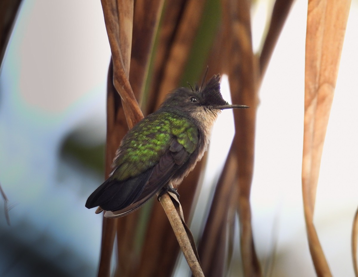 Antillean Crested Hummingbird - ML646613485